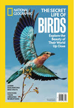 The secret life of Birds
